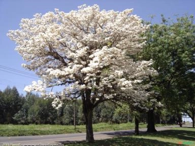 IPÊ BRANCO (Tabebuia roseo-alba) Imagem IPÊ BRANCO (Tabebuia roseo-alba)