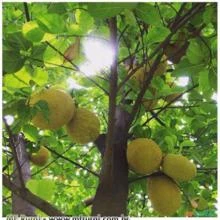 FRUTA PÃO (Artocarpus altilis)