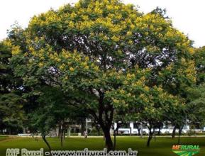 Pau Brasil (Caesalpinea Echinata)