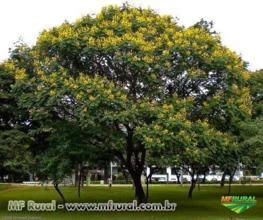 Pau Brasil (Caesalpinea Echinata)