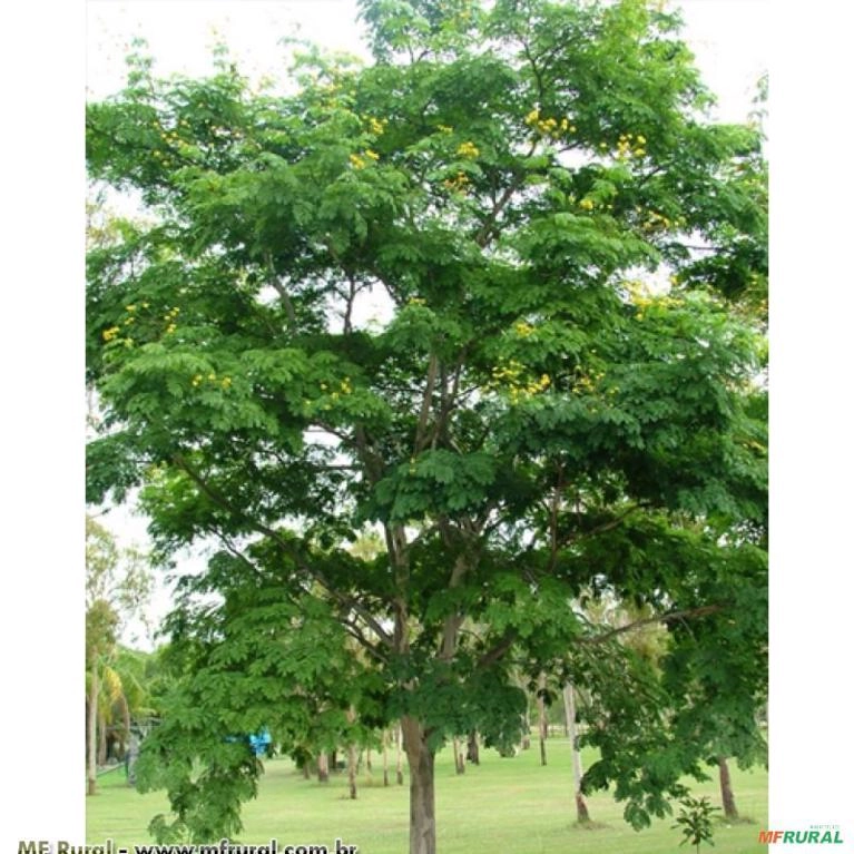 Pau Ferro (Caesalpinia Ferrea) Imagem Pau Ferro (Caesalpinia Ferrea)