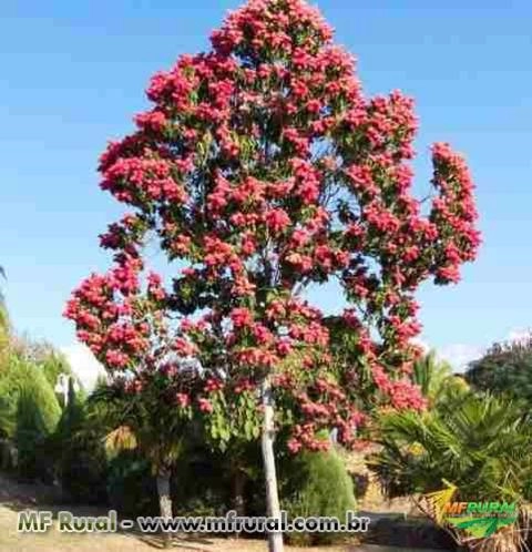 Pau formiga 	(Triplaris Americana) Imagem Pau formiga 	(Triplaris Americana)