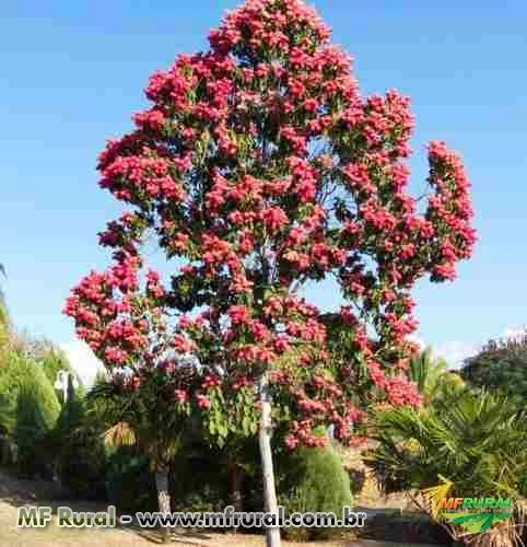 Pau formiga 	(Triplaris Americana) Imagem Pau formiga 	(Triplaris Americana)