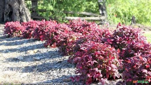 Nandina (Nandina domestica) Imagem Nandina (Nandina domestica)