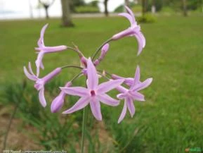 ALHO SOCIAL (Tulbaghia violacea)