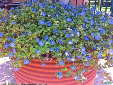 AZULZINHA (Evolvulus glomeratus) Imagem AZULZINHA (Evolvulus glomeratus)