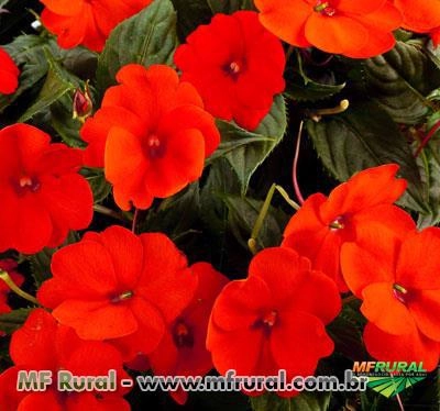 BEIJO ALEMÃO (Impatiens walleriana (Impatiens sp)) Imagem BEIJO ALEMÃO (Impatiens walleriana (Impatiens sp))