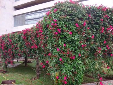 IPOMÉIA RUBRA (Ipomoea horsfalliae) Imagem IPOMÉIA RUBRA (Ipomoea horsfalliae)