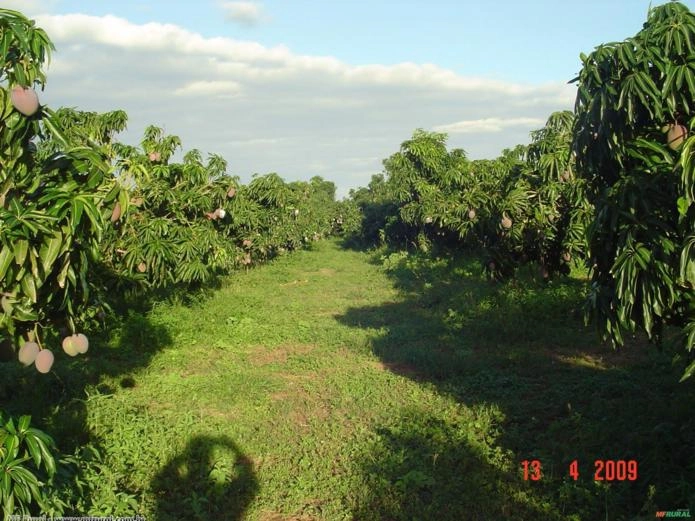 Manga Bourbon (Mangifera Indica) Imagem Manga Bourbon (Mangifera Indica)