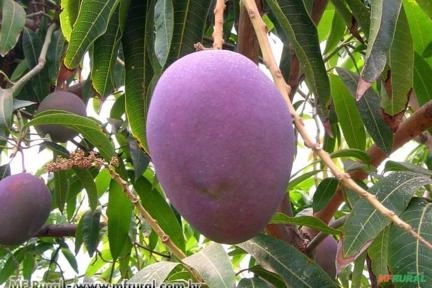 Manga Haden (Mangifera Indica) Imagem Manga Haden (Mangifera Indica)