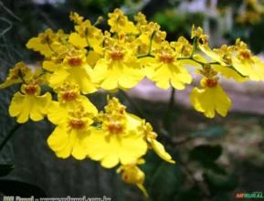 Orquídea Chuva De Ouro (Oncidium sp)
