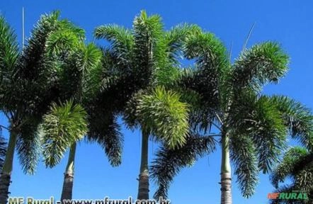 Palmeira Rabo de Raposa (Wodyetia bifurcata) Imagem Palmeira Rabo de Raposa (Wodyetia bifurcata)