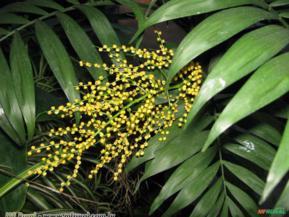 Palmeira Chamaedórea (Chamaedorea elegans)