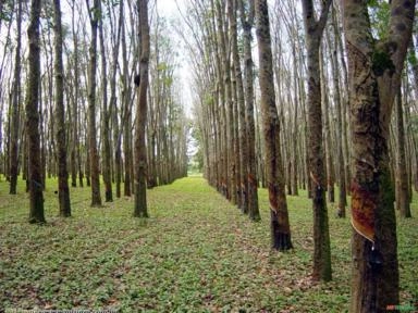 Seringueira (Hevea brasiliensis) Imagem Seringueira (Hevea brasiliensis)