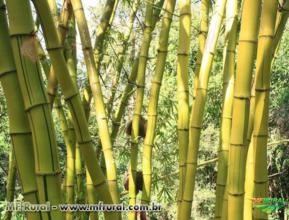 Bambu Sitio da Mata (B. vulgaris vittata verde com verde) - sob encomenda