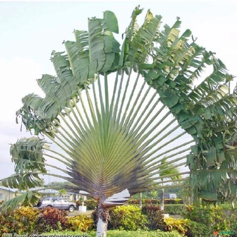 Ravenala (Ravenala madagascariensis) Imagem Ravenala (Ravenala madagascariensis)