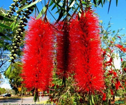 CALISTEMON (Callistemon spp) Imagem CALISTEMON (Callistemon spp)