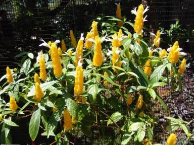 CAMARÃO AMARELO (Pachystachys lutea) Imagem CAMARÃO AMARELO (Pachystachys lutea)
