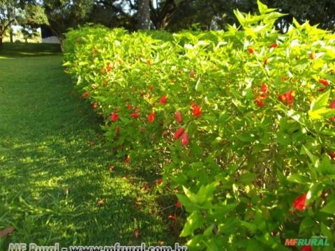 HIBISCUS (Hibiscus rosa-sinensis) Imagem HIBISCUS (Hibiscus rosa-sinensis)