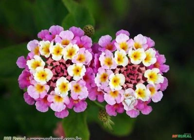 Lantana ( Lantana câmara ) Imagem Lantana ( Lantana câmara )