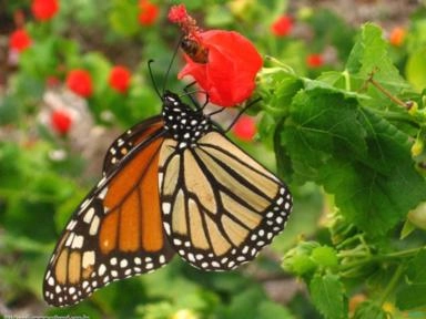 Malvavisco (Malvaviscus arboreus Cav) Imagem Malvavisco (Malvaviscus arboreus Cav)