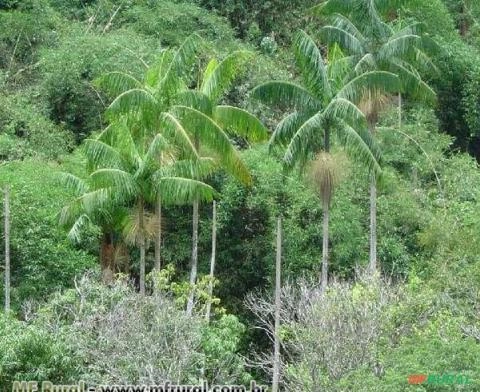 Palmito Jussara (Euterpe edulis) Imagem Palmito Jussara (Euterpe edulis)