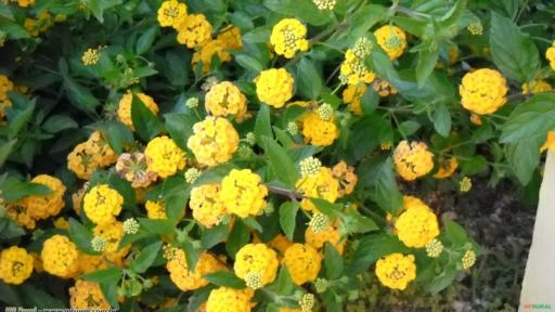 Mini Lantana Amarela (Lantana camara) Imagem Mini Lantana Amarela (Lantana camara)