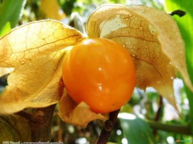 FISALIS (Physalis) Imagem FISALIS (Physalis)