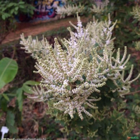 Mirra (Tetradenia riparia) Imagem Mirra (Tetradenia riparia)