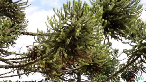 Pinhao (Araucaria angustifólia) Imagem Pinhao (Araucaria angustifólia)