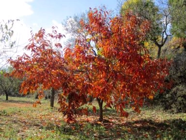 CAQUI (Diospyrus kaki L.) Imagem CAQUI (Diospyrus kaki L.)