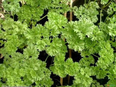 Salsa Crespa (Petroselinum crispum) Imagem Salsa Crespa (Petroselinum crispum)