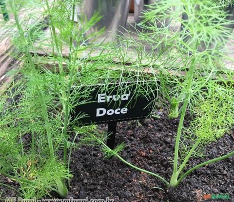 ERVA DOCE (Pimpinella anisum L.) Imagem ERVA DOCE (Pimpinella anisum L.)