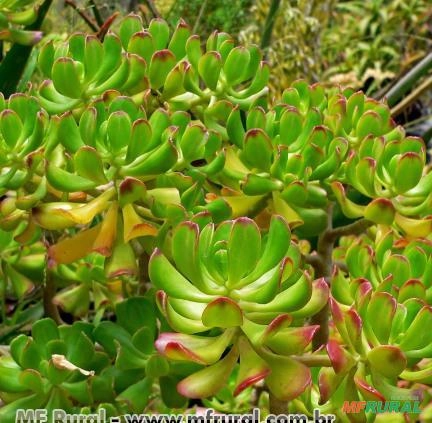 BALSAMO MEDICINAL (Sedum dendroideum) Imagem BALSAMO MEDICINAL (Sedum dendroideum)