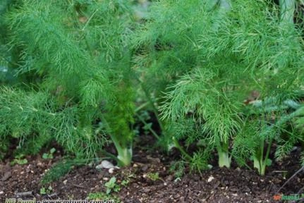 DILL (Anethum graveolens) Imagem DILL (Anethum graveolens)