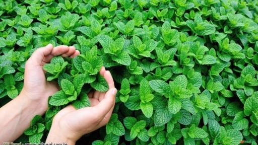 HORTELÃ (Mentha sp) Imagem HORTELÃ (Mentha sp)