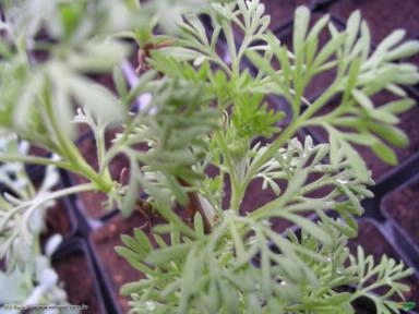 CÂNFORA (Cinnamomum camphora) Imagem CÂNFORA (Cinnamomum camphora)