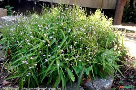 ANADOR (Justicia pectoralis) Imagem ANADOR (Justicia pectoralis)