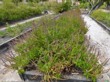 ALFAVACA (Ocimum basilicum) Imagem ALFAVACA (Ocimum basilicum)