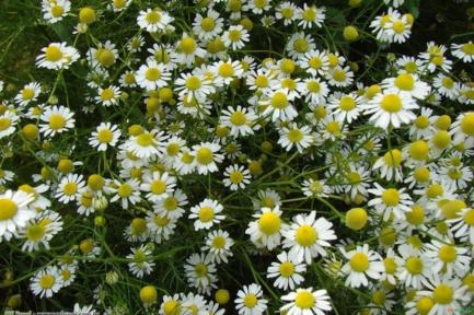 CAMOMILA (Chamomilla recutita (L.) rauschert) Imagem CAMOMILA (Chamomilla recutita (L.) rauschert)