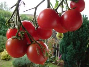 Tomate Cereja (Solanum lycopersicum)