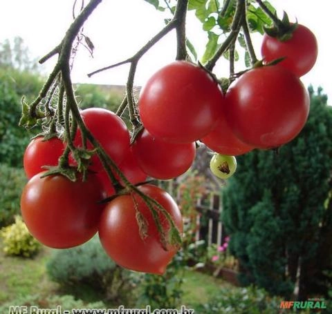 Tomate Cereja (Solanum lycopersicum) Imagem Tomate Cereja (Solanum lycopersicum)