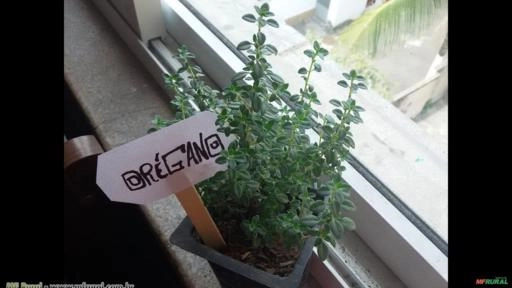 Orégano (Origanum vulgare) Imagem Orégano (Origanum vulgare)