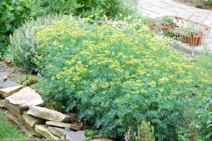 ARRUDA (Ruta graveolens) Imagem ARRUDA (Ruta graveolens)