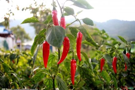 Pimenta Malagueta (Capiscum spp.) Imagem Pimenta Malagueta (Capiscum spp.)