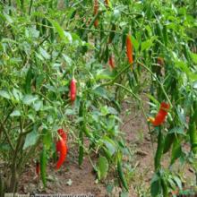 Pimenta Dedo de Moça (Capsicum baccatum)