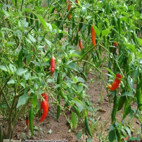 Pimenta Dedo de Moça (Capsicum baccatum) Imagem Pimenta Dedo de Moça (Capsicum baccatum)