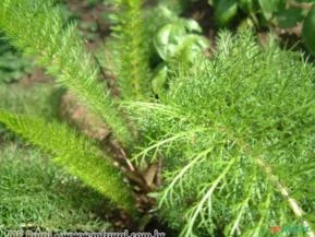 Mil Folhas (Achillea millefolium)