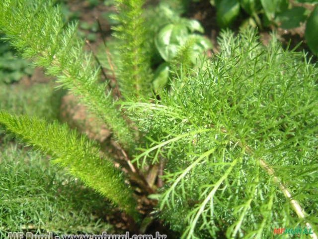 Mil Folhas (Achillea millefolium) Imagem Mil Folhas (Achillea millefolium)