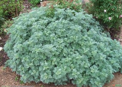 Losna (Artemisia absinthium) Imagem Losna (Artemisia absinthium)